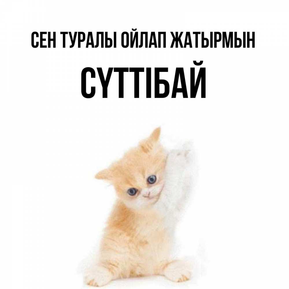 Күн сайын ашық хат с именем, СҮТТІБАЙ Сен туралы ойлап жатырмын зверушки и милота Онлайн тегін жүктеп алу тілектері бар керемет карта 