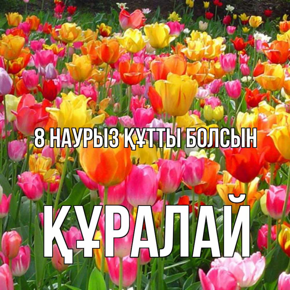 Күн сайын ашық хат с именем, ҚҰРАЛАЙ 8 наурыз құтты болсын на международный женский день Онлайн тегін жүктеп алу тілектері бар керемет карта 