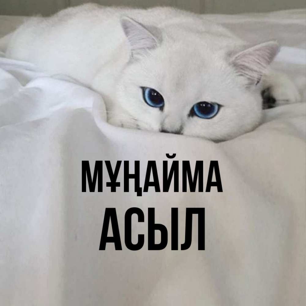 Күн сайын ашық хат с именем, АСЫЛ Мұңайма Голубоглазая кошка Онлайн тегін жүктеп алу тілектері бар керемет карта 