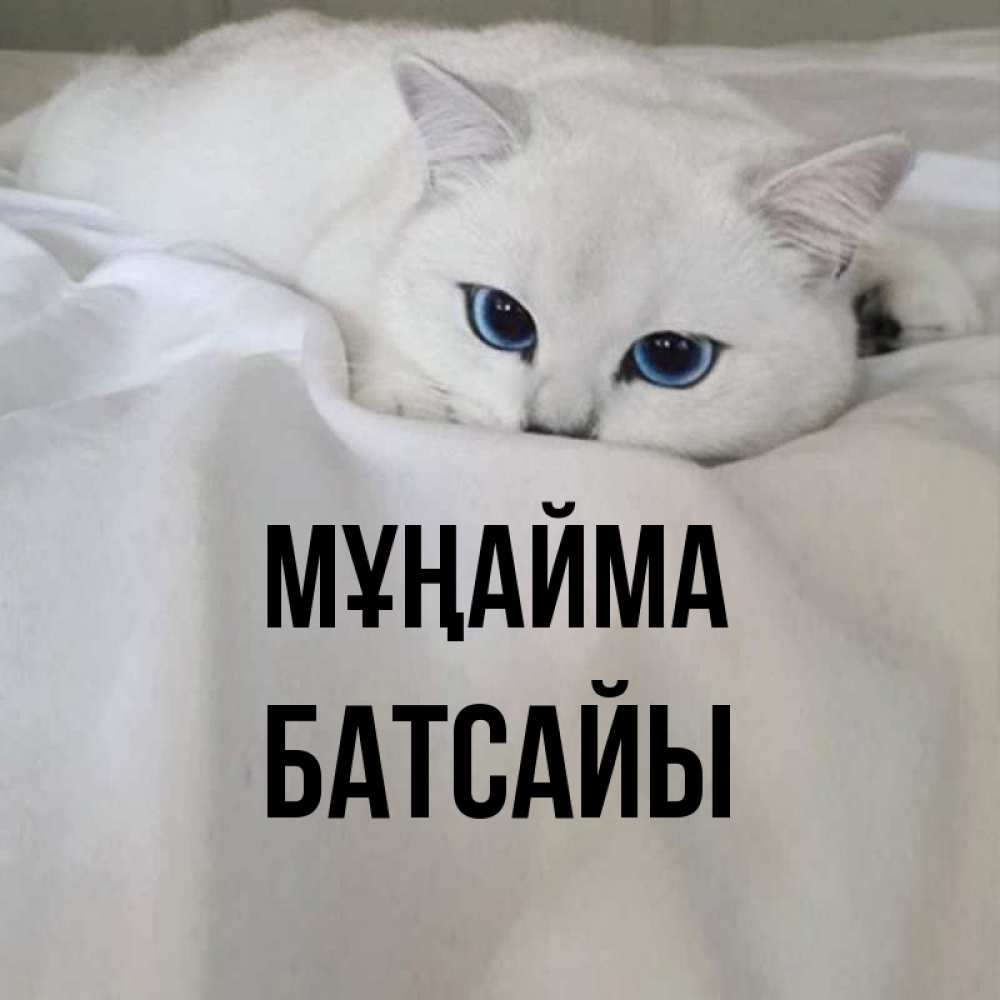 Күн сайын ашық хат с именем, Батсайы Мұңайма Голубоглазая кошка Онлайн тегін жүктеп алу тілектері бар керемет карта 