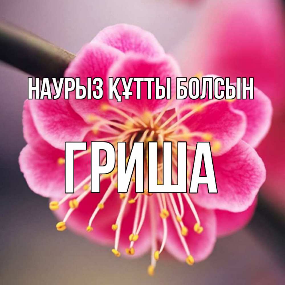 Күн сайын ашық хат с именем, Гриша Наурыз құтты болсын цветы Онлайн тегін жүктеп алу тілектері бар керемет карта 