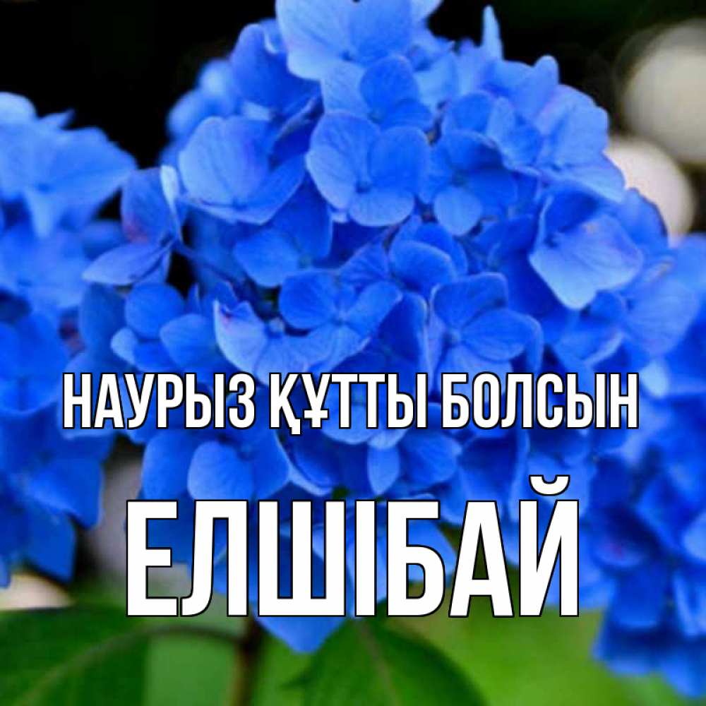 Күн сайын ашық хат с именем, Елшібай Наурыз құтты болсын синие цветы Онлайн тегін жүктеп алу тілектері бар керемет карта 