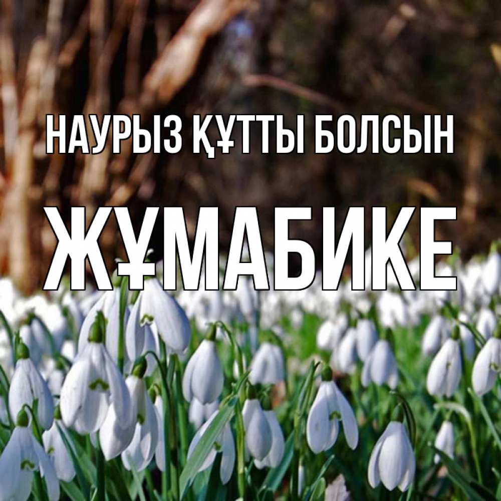 Күн сайын ашық хат с именем, ЖҰМАБИКЕ Наурыз құтты болсын с подснежниками 1 Онлайн тегін жүктеп алу тілектері бар керемет карта 