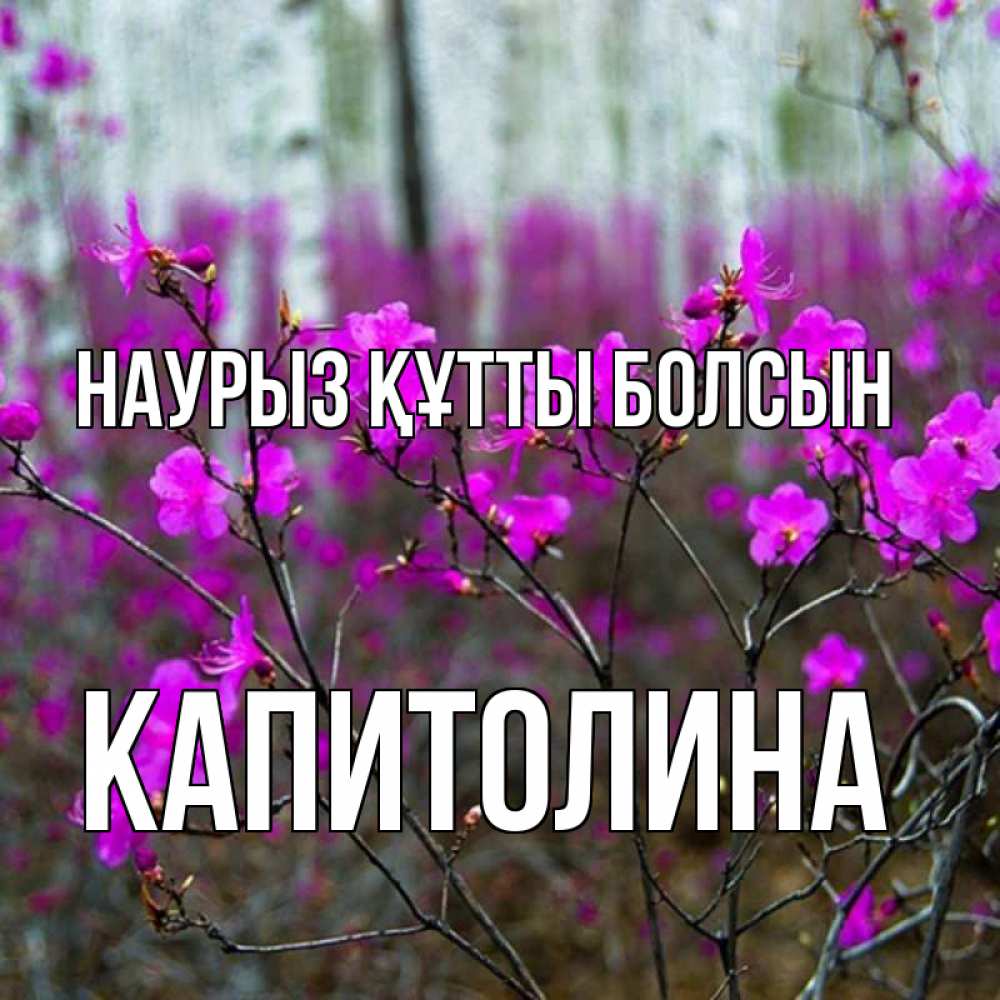 Күн сайын ашық хат с именем, Капитолина Наурыз құтты болсын дикие цветы Онлайн тегін жүктеп алу тілектері бар керемет карта 