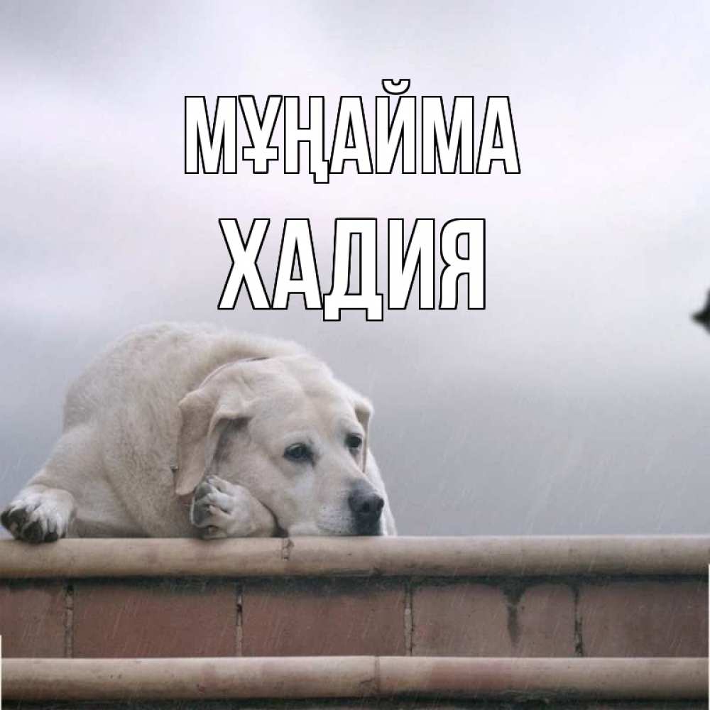 Күн сайын ашық хат с именем, ХАДИЯ Мұңайма белый пес 1 Онлайн тегін жүктеп алу тілектері бар керемет карта 