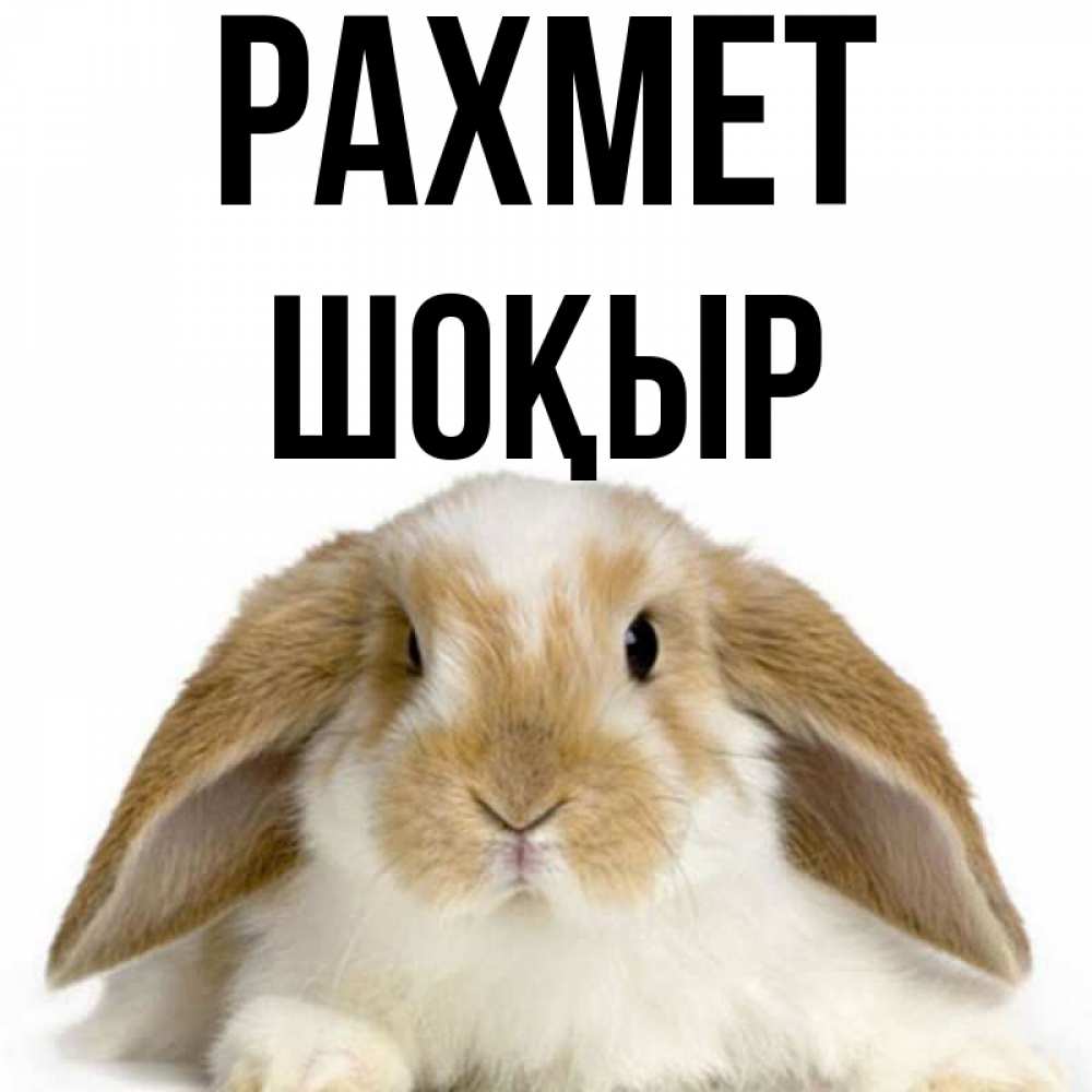 Күн сайын ашық хат с именем, ШОҚЫР рахмет коричнево белый заяц Онлайн тегін жүктеп алу тілектері бар керемет карта 