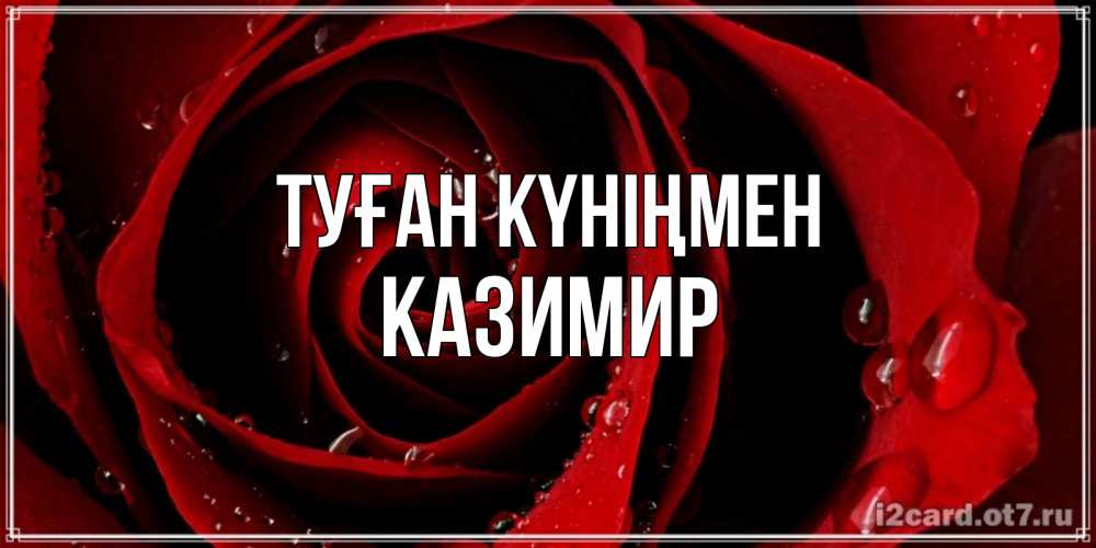 Күн сайын ашық хат с именем, Казимир Туған күніңмен крупная бордовая роза Онлайн тегін жүктеп алу тілектері бар керемет карта 