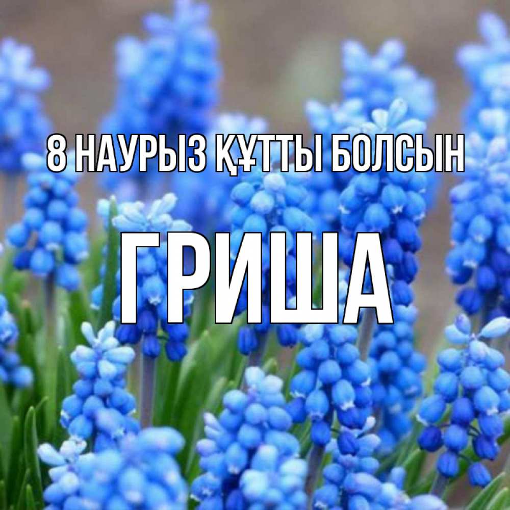 Күн сайын ашық хат с именем, Гриша 8 наурыз құтты болсын Поздравительная открытка для женщин с цветами на праздничную дату Онлайн тегін жүктеп алу тілектері бар керемет карта 