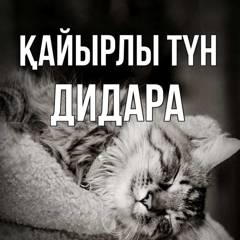 Күн сайын ашық хат с именем, ДИДАРА Қайырлы түн котярик пушистый Онлайн тегін жүктеп алу тілектері бар керемет карта 