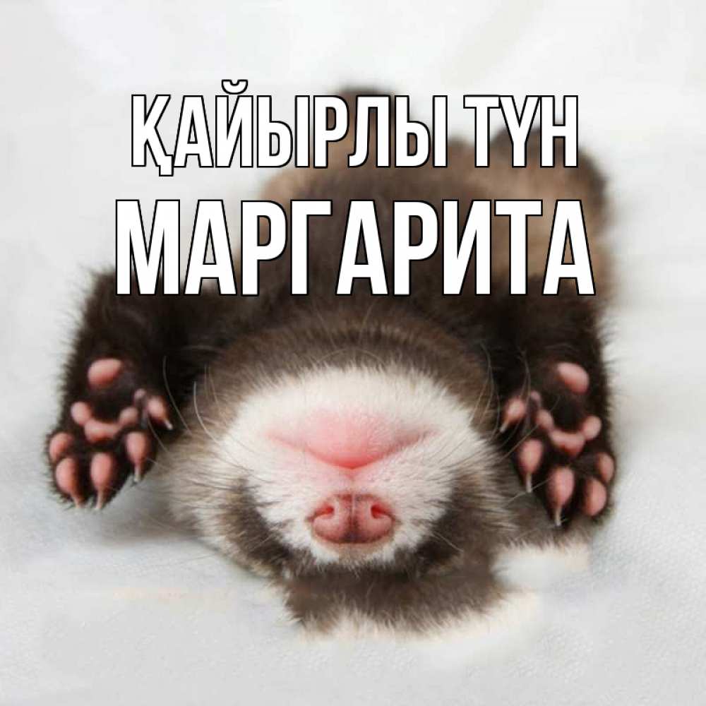 Күн сайын ашық хат с именем, Маргарита Қайырлы түн зверек Онлайн тегін жүктеп алу тілектері бар керемет карта 