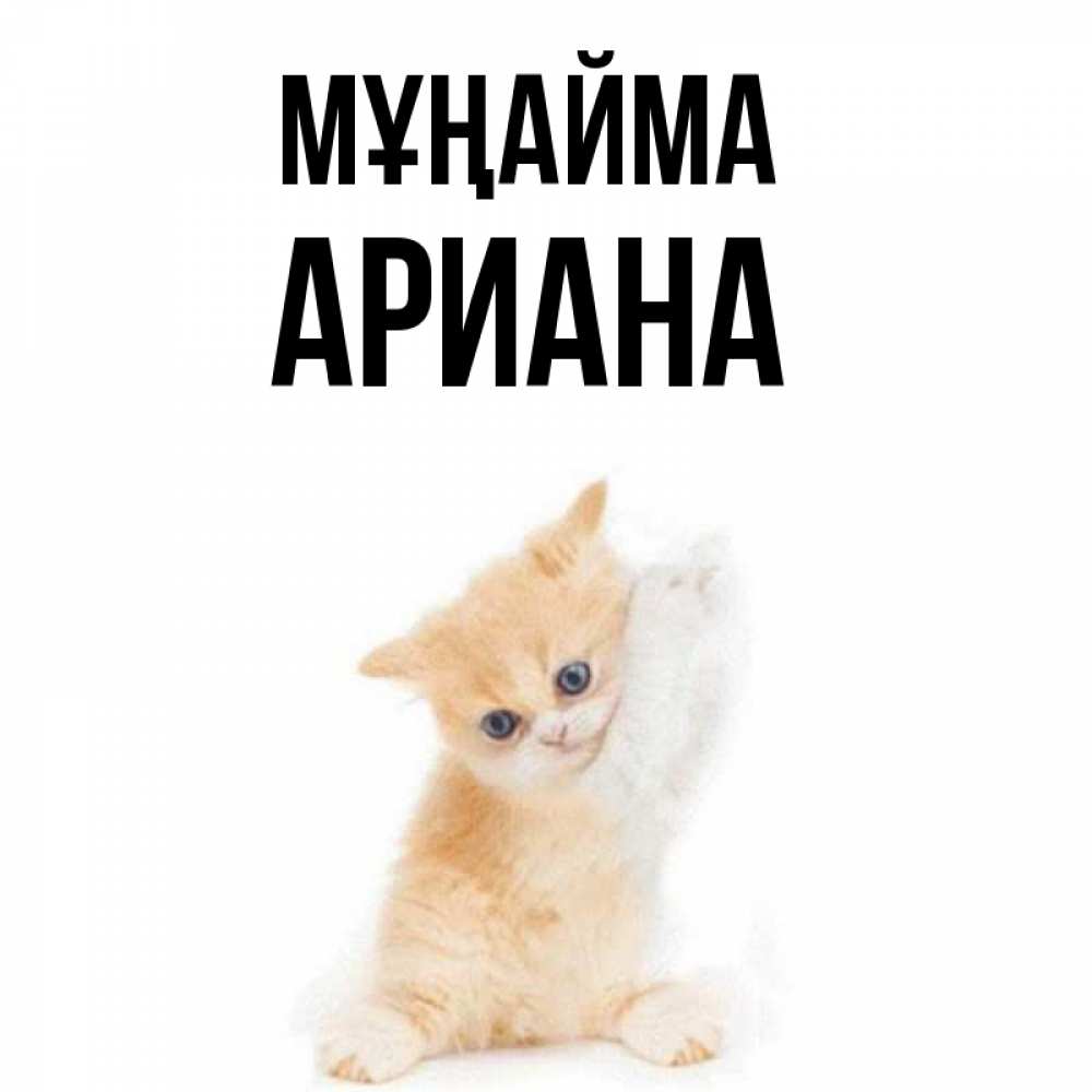 Күн сайын ашық хат с именем, Ариана Мұңайма просящий кот Онлайн тегін жүктеп алу тілектері бар керемет карта 