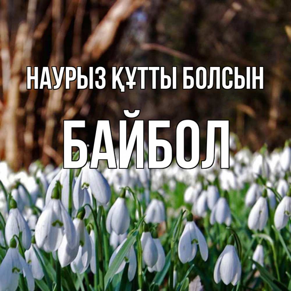 Күн сайын ашық хат с именем, Байбол Наурыз құтты болсын с подснежниками 1 Онлайн тегін жүктеп алу тілектері бар керемет карта 