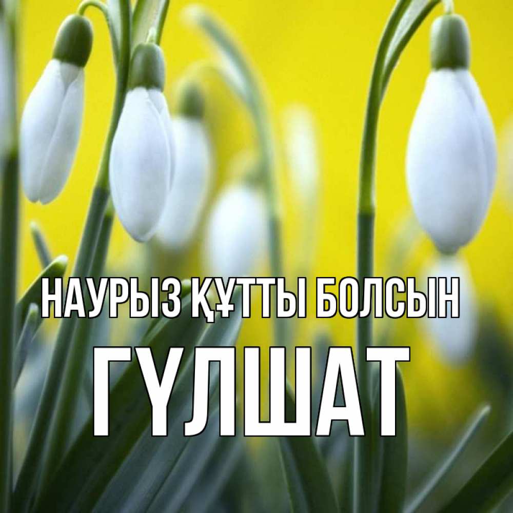 Күн сайын ашық хат с именем, ГҮЛШАТ Наурыз құтты болсын весенние цветы Онлайн тегін жүктеп алу тілектері бар керемет карта 