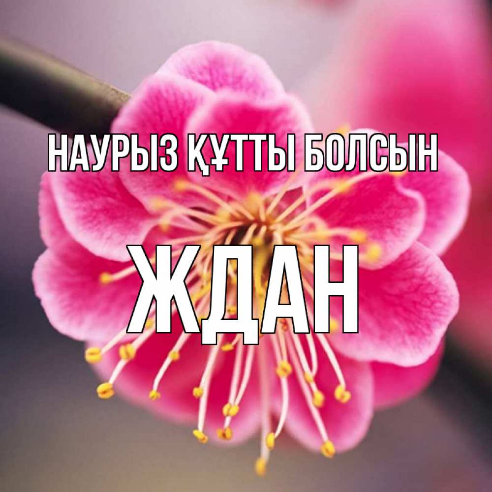 Күн сайын ашық хат с именем, Ждан Наурыз құтты болсын цветы Онлайн тегін жүктеп алу тілектері бар керемет карта 