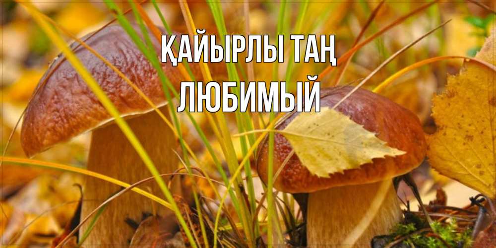 Күн сайын ашық хат с именем, Любимый Қайырлы таң осенние грибы Онлайн тегін жүктеп алу тілектері бар керемет карта 