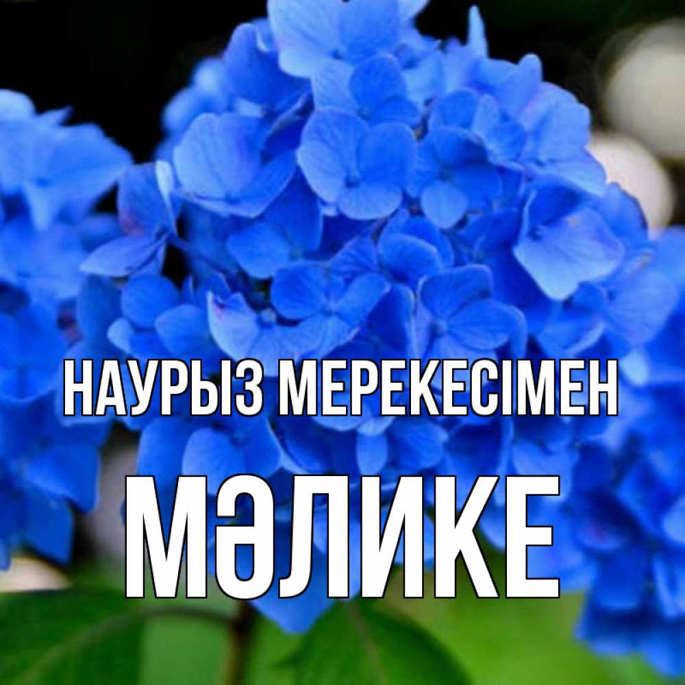 Күн сайын ашық хат с именем, МӘЛИКЕ Наурыз мерекесімен синие цветы Онлайн тегін жүктеп алу тілектері бар керемет карта 