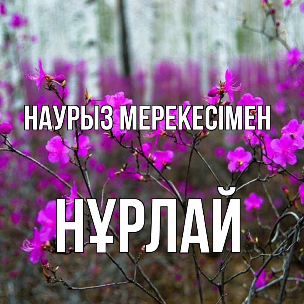 Күн сайын ашық хат с именем, НҰРЛАЙ Наурыз мерекесімен дикие цветы Онлайн тегін жүктеп алу тілектері бар керемет карта 