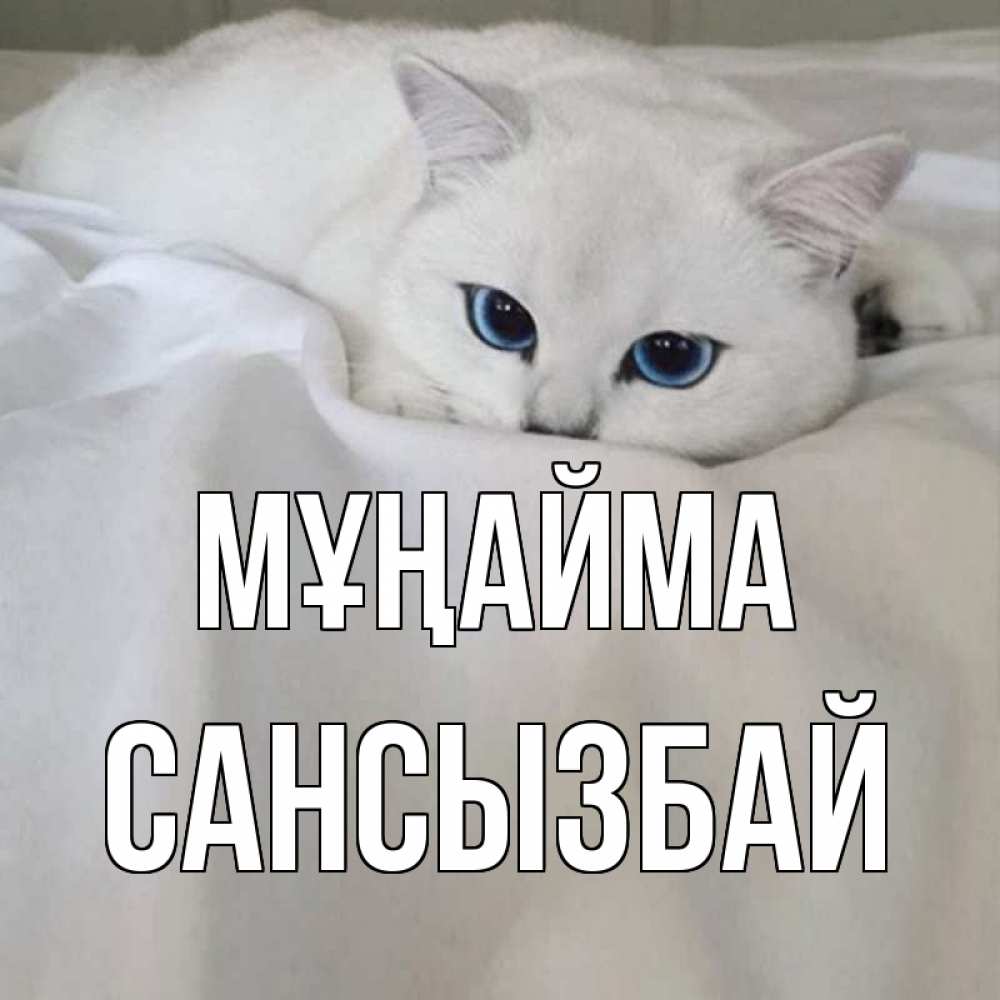 Күн сайын ашық хат с именем, САНСЫЗБАЙ Мұңайма белый кот с голубыми глазами на белоснежной кровати Онлайн тегін жүктеп алу тілектері бар керемет карта 