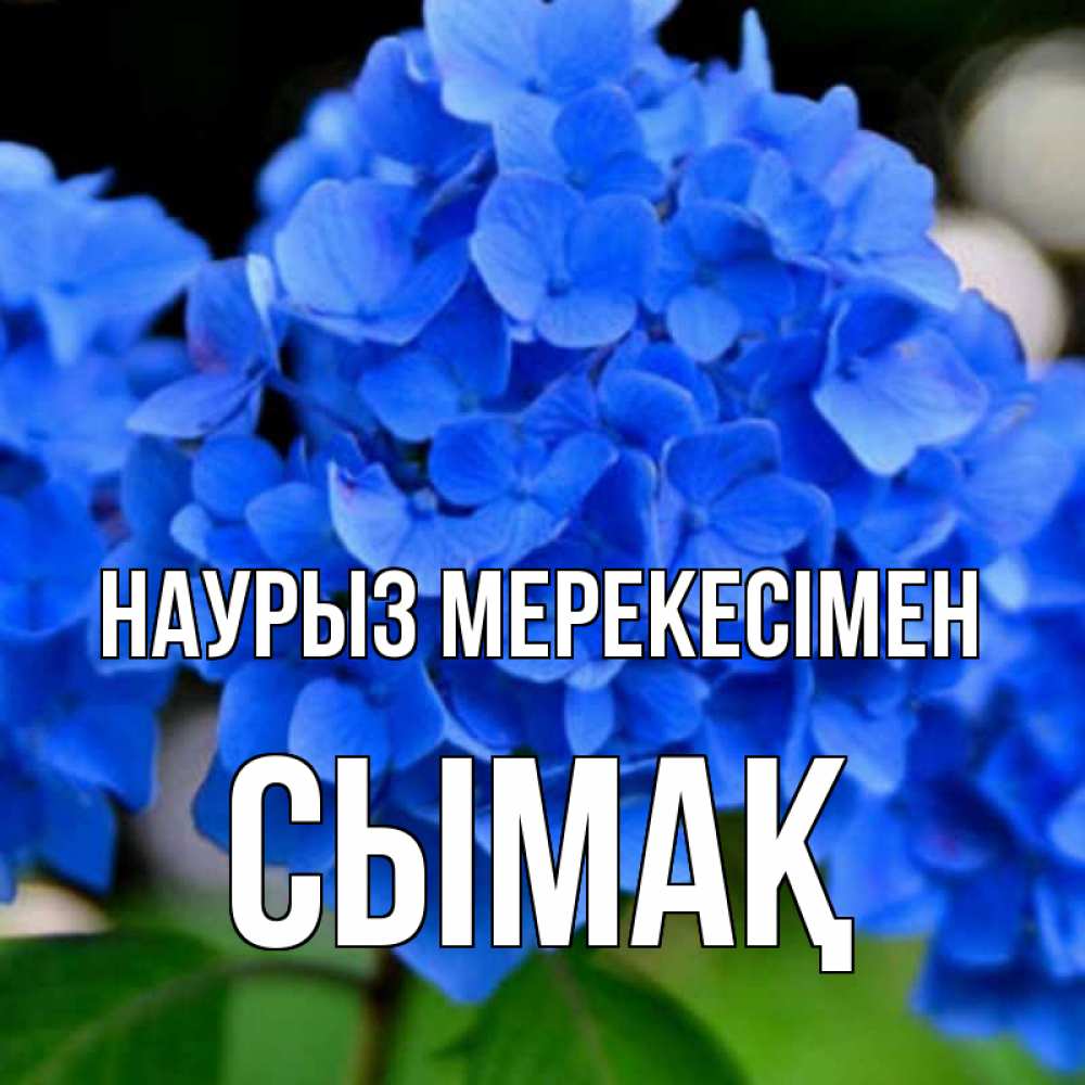 Күн сайын ашық хат с именем, СЫМАҚ Наурыз мерекесімен синие цветы Онлайн тегін жүктеп алу тілектері бар керемет карта 