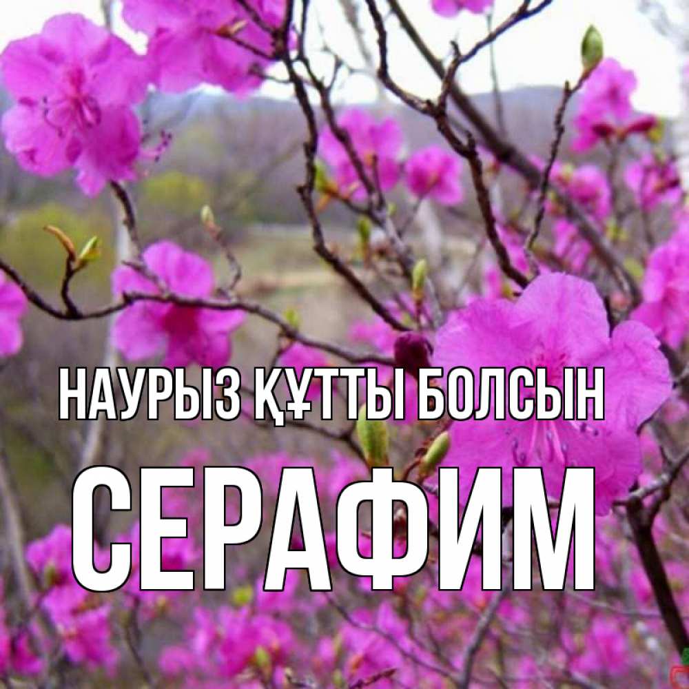 Күн сайын ашық хат с именем, Серафим Наурыз құтты болсын наурыз мейрамы кутты болсын Онлайн тегін жүктеп алу тілектері бар керемет карта 
