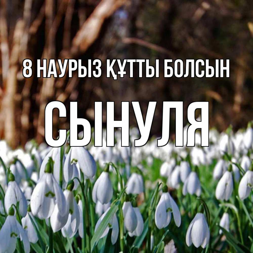 Күн сайын ашық хат с именем, Сынуля 8 наурыз құтты болсын с подснежниками 1 Онлайн тегін жүктеп алу тілектері бар керемет карта 