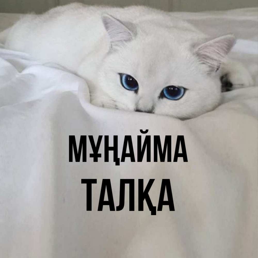 Күн сайын ашық хат с именем, ТАЛҚА Мұңайма Голубоглазая кошка Онлайн тегін жүктеп алу тілектері бар керемет карта 