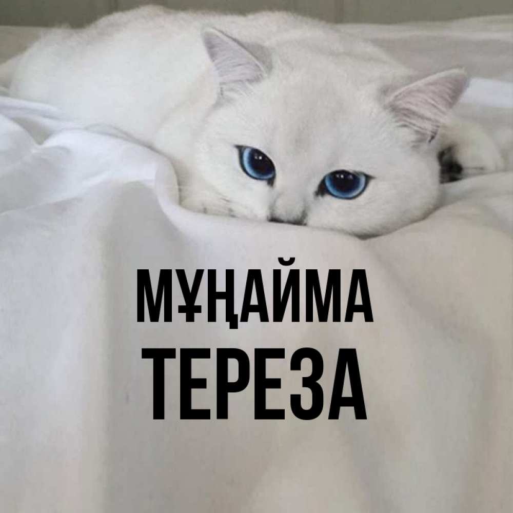 Күн сайын ашық хат с именем, Тереза Мұңайма Голубоглазая кошка Онлайн тегін жүктеп алу тілектері бар керемет карта 