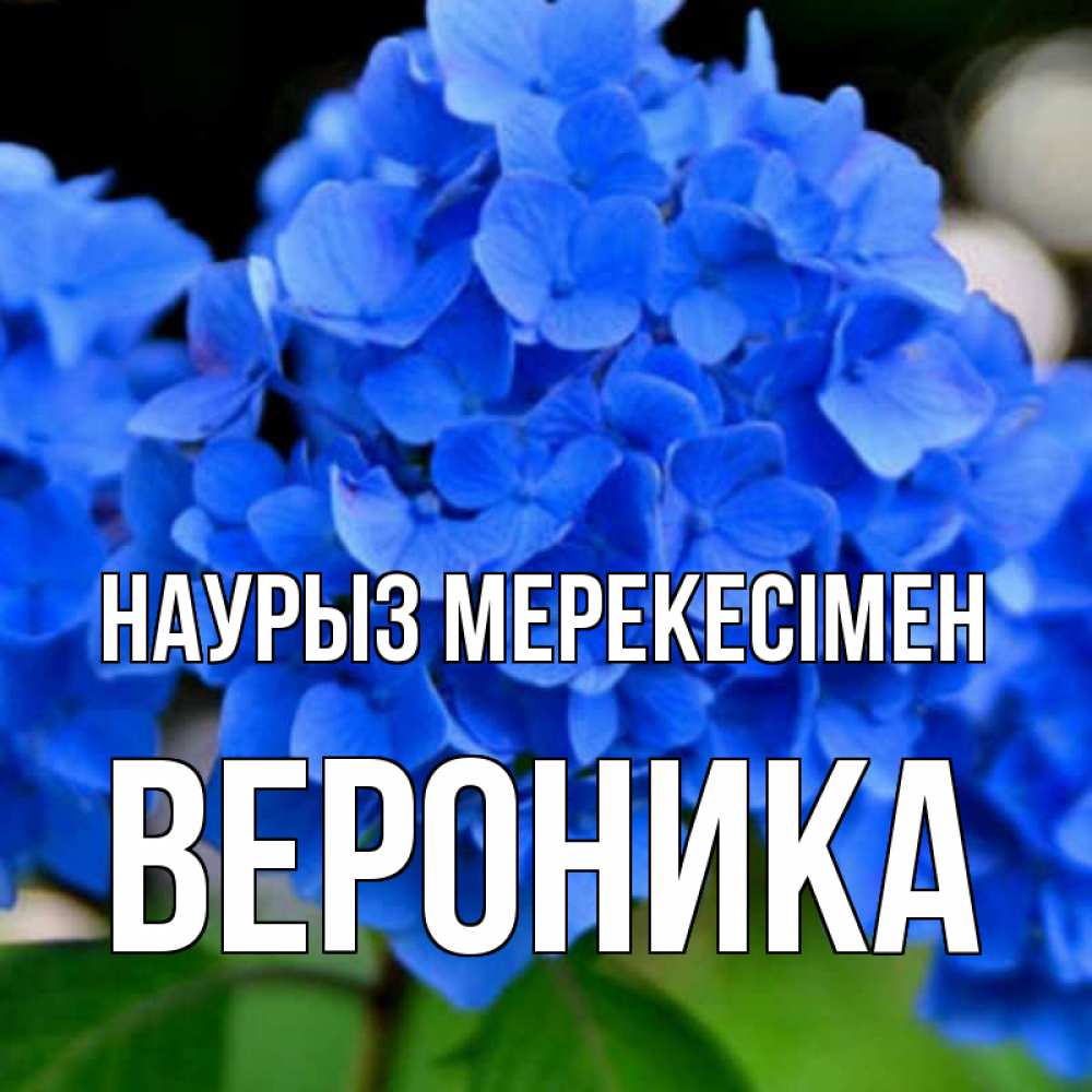 Күн сайын ашық хат с именем, Вероника Наурыз мерекесімен синие цветы Онлайн тегін жүктеп алу тілектері бар керемет карта 