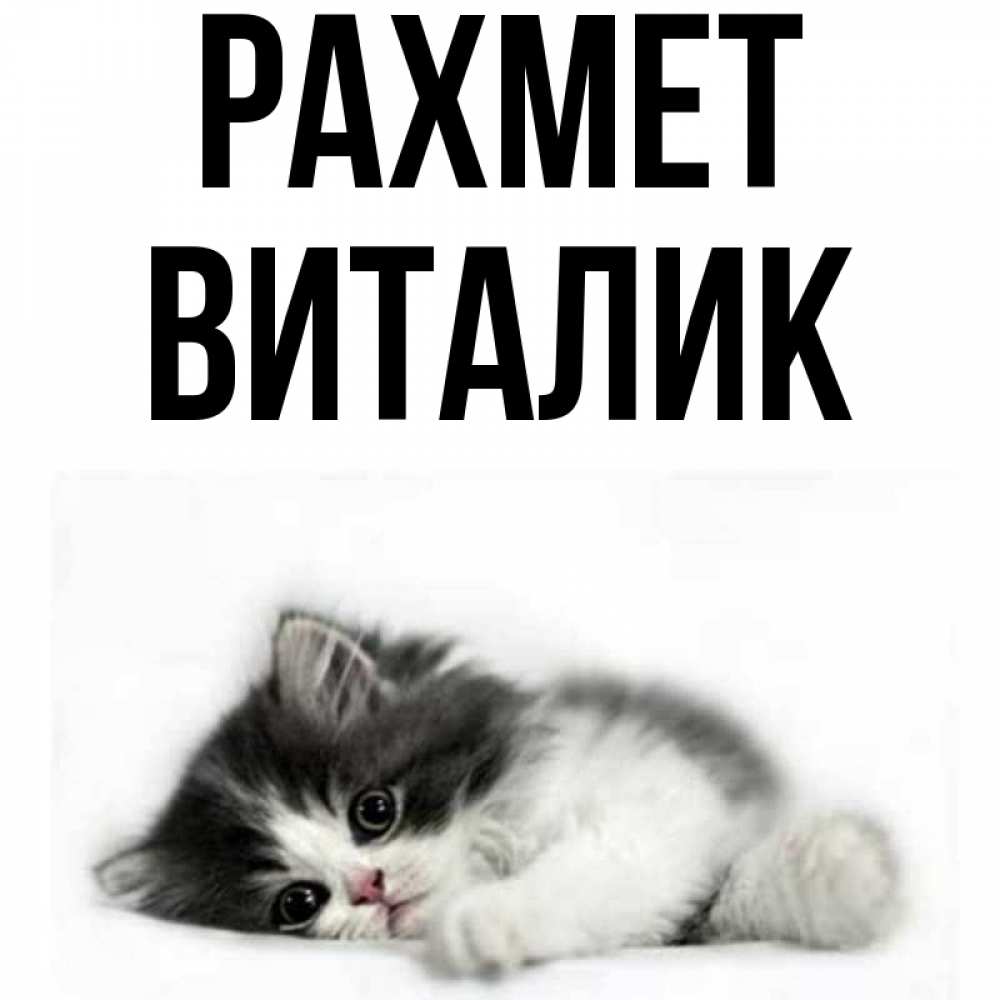 Күн сайын ашық хат с именем, Виталик рахмет черный и белый кот Онлайн тегін жүктеп алу тілектері бар керемет карта 