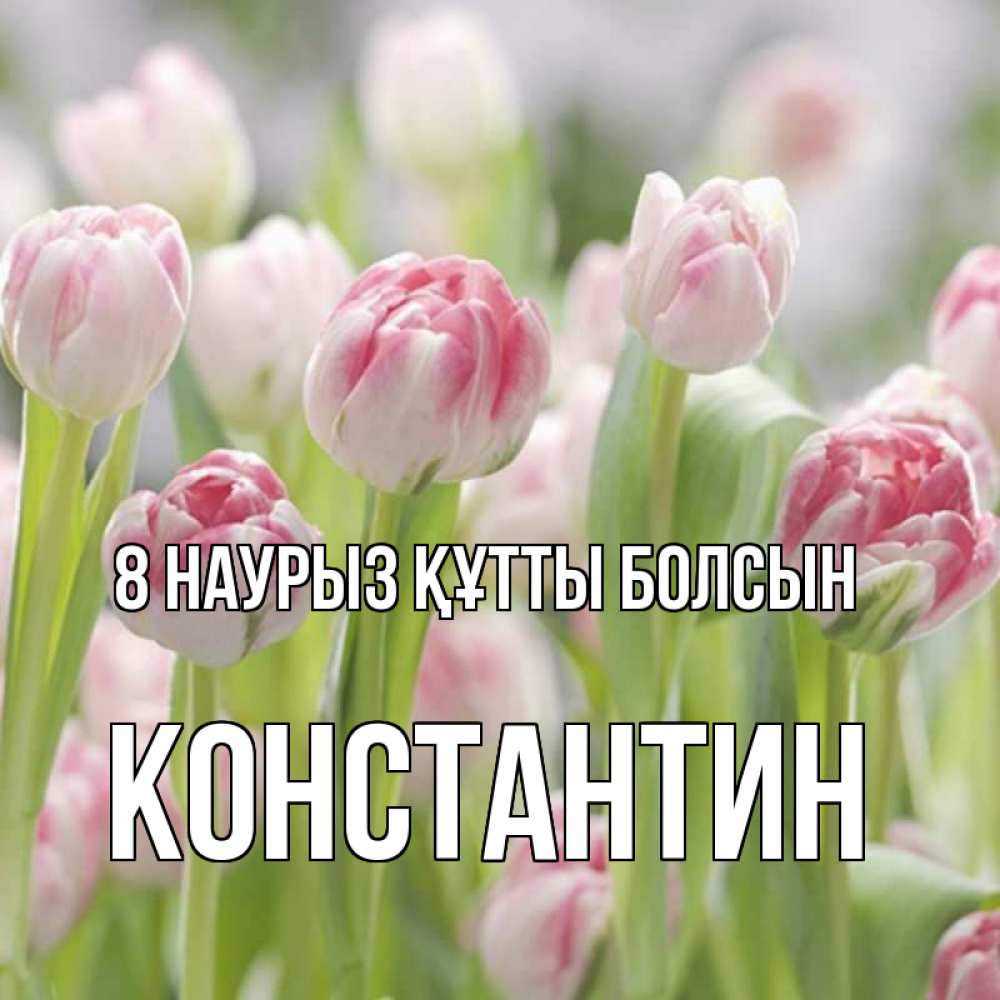 Күн сайын ашық хат с именем, Константин 8 наурыз құтты болсын цветы Онлайн тегін жүктеп алу тілектері бар керемет карта 