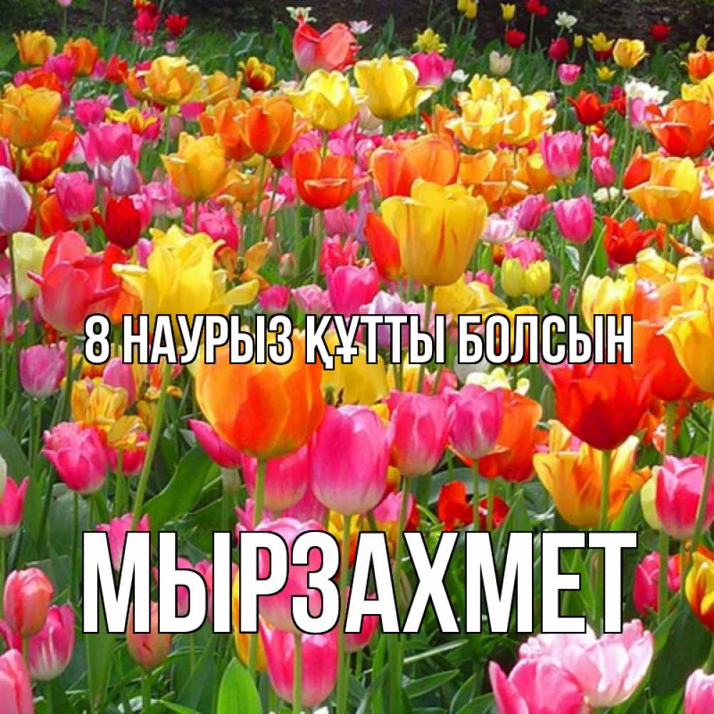 Күн сайын ашық хат с именем, МЫРЗАХМЕТ 8 наурыз құтты болсын на международный женский день Онлайн тегін жүктеп алу тілектері бар керемет карта 