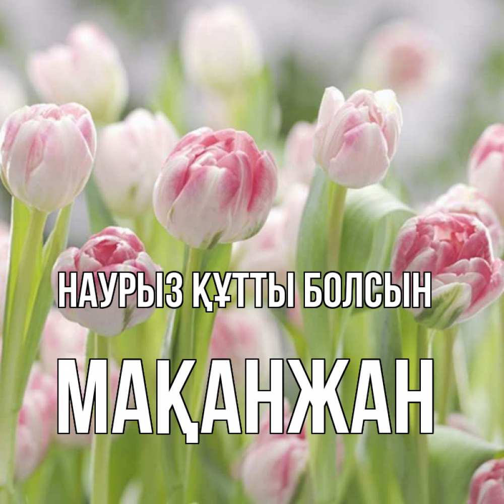 Күн сайын ашық хат с именем, Мақанжан Наурыз құтты болсын цветы Онлайн тегін жүктеп алу тілектері бар керемет карта 