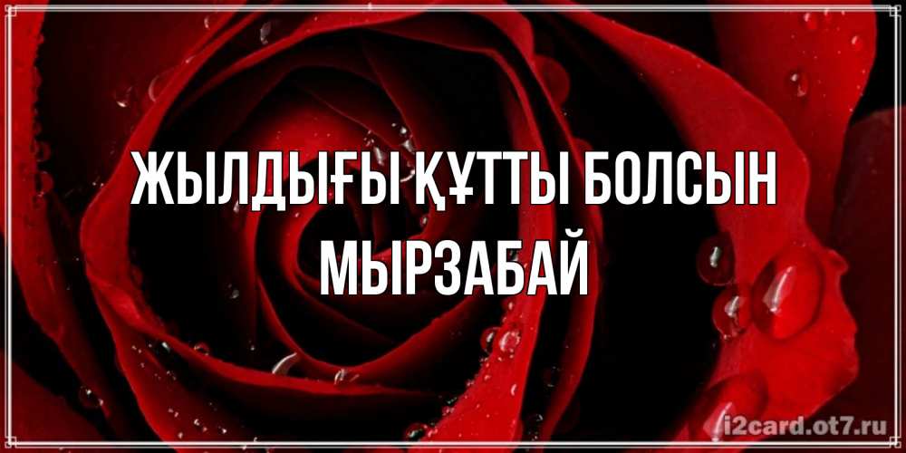 Күн сайын ашық хат с именем, Мырзабай Жылдығы құтты болсын крупная бордовая роза Онлайн тегін жүктеп алу тілектері бар керемет карта 