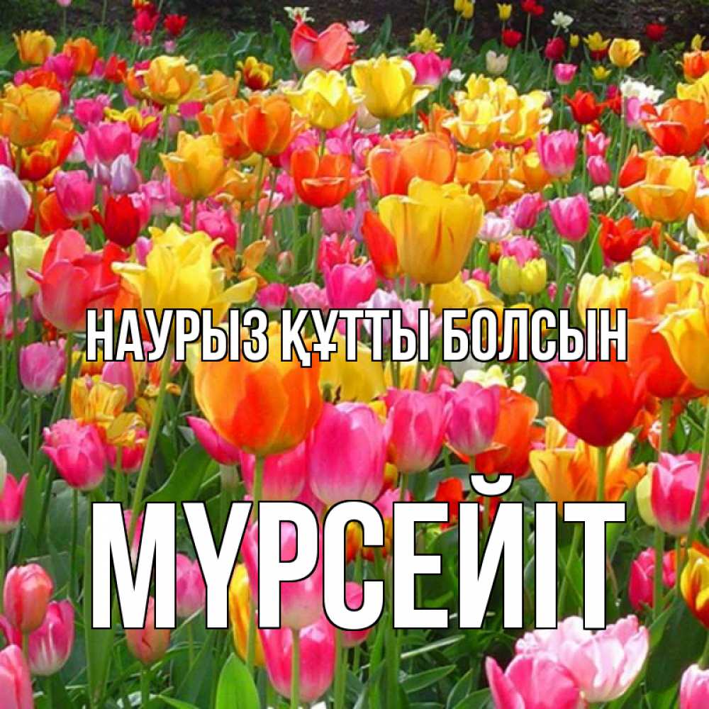 Күн сайын ашық хат с именем, МҮРСЕЙІТ Наурыз құтты болсын на наурыз  ура ура Онлайн тегін жүктеп алу тілектері бар керемет карта 
