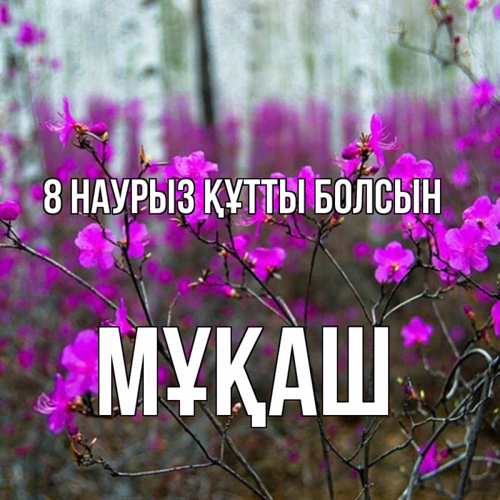 Күн сайын ашық хат с именем, Мұқаш 8 наурыз құтты болсын дикие цветы Онлайн тегін жүктеп алу тілектері бар керемет карта 