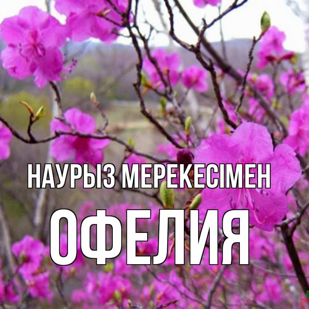 Күн сайын ашық хат с именем, Офелия Наурыз мерекесімен праздник весны наурыз Онлайн тегін жүктеп алу тілектері бар керемет карта 