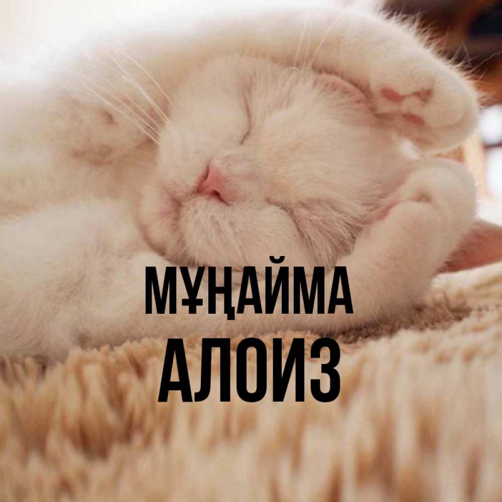 Күн сайын ашық хат с именем, Алоиз Мұңайма Котенок спит Онлайн тегін жүктеп алу тілектері бар керемет карта 