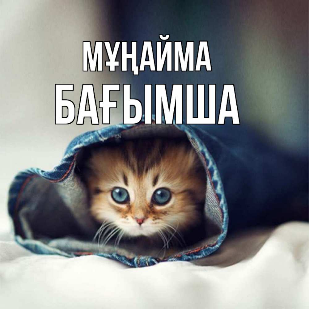 Күн сайын ашық хат с именем, БАҒЫМША Мұңайма рыжик котик Онлайн тегін жүктеп алу тілектері бар керемет карта 