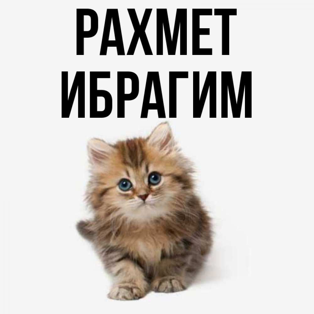 Күн сайын ашық хат с именем, Ибрагим рахмет пушистый котик Онлайн тегін жүктеп алу тілектері бар керемет карта 