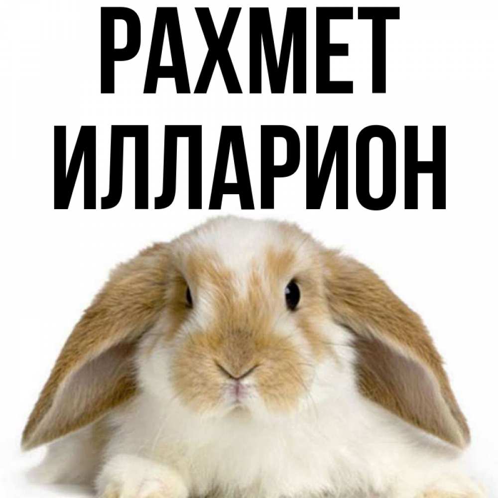 Күн сайын ашық хат с именем, Илларион рахмет коричнево белый заяц Онлайн тегін жүктеп алу тілектері бар керемет карта 