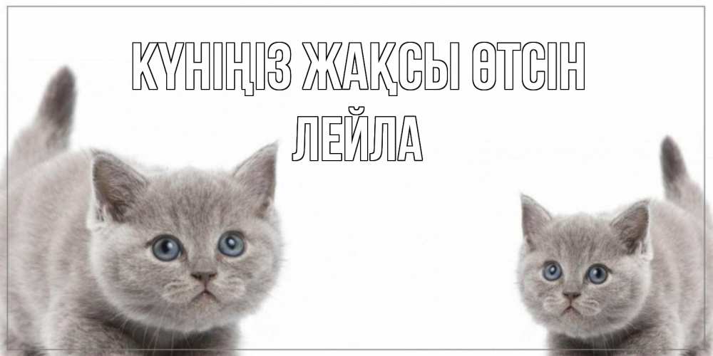 Күн сайын ашық хат с именем, Лейла Күніңіз жақсы өтсін открытка с котами Онлайн тегін жүктеп алу тілектері бар керемет карта 