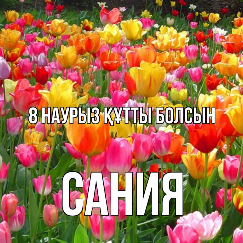 Күн сайын ашық хат с именем, Сания 8 наурыз құтты болсын на международный женский день Онлайн тегін жүктеп алу тілектері бар керемет карта 