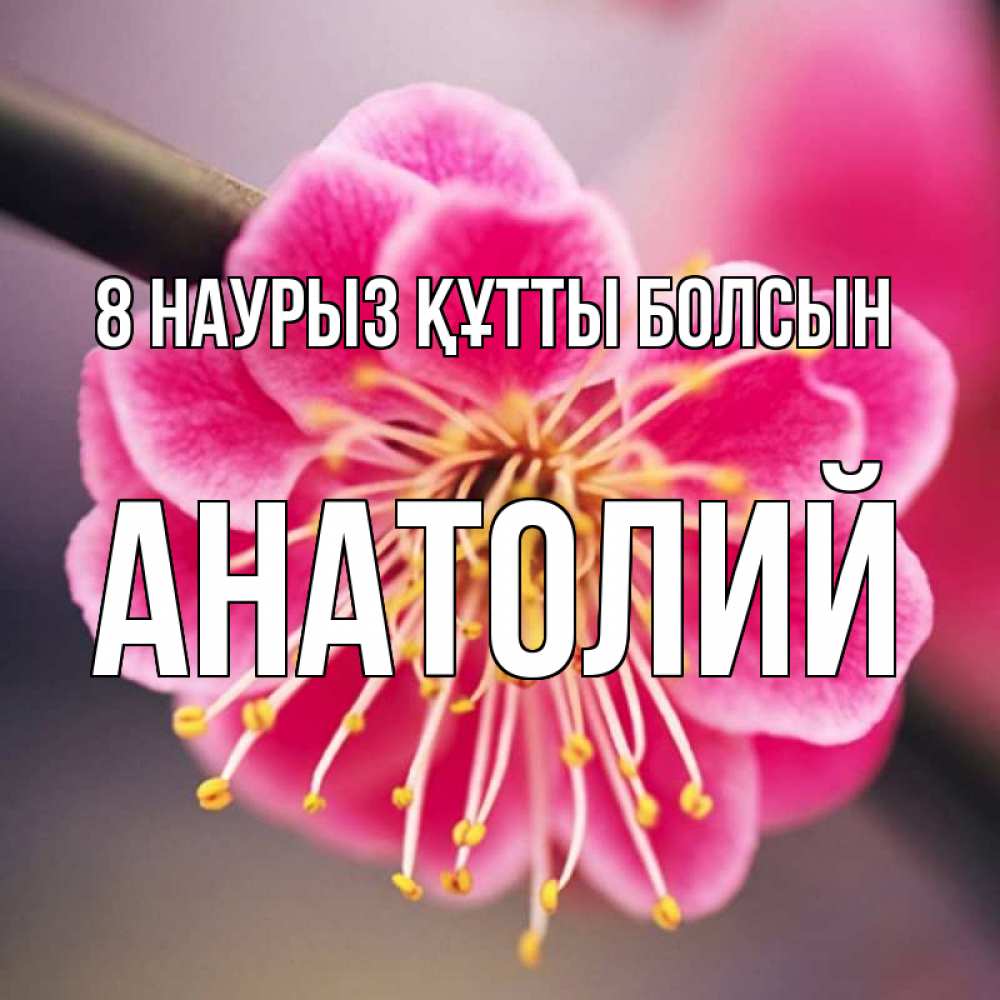 Күн сайын ашық хат с именем, Анатолий 8 наурыз құтты болсын цветы Онлайн тегін жүктеп алу тілектері бар керемет карта 