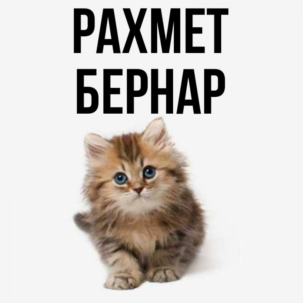 Күн сайын ашық хат с именем, Бернар рахмет пушистый котик Онлайн тегін жүктеп алу тілектері бар керемет карта 