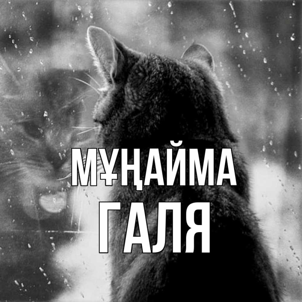Күн сайын ашық хат с именем, Галя Мұңайма отражение кота 1 Онлайн тегін жүктеп алу тілектері бар керемет карта 