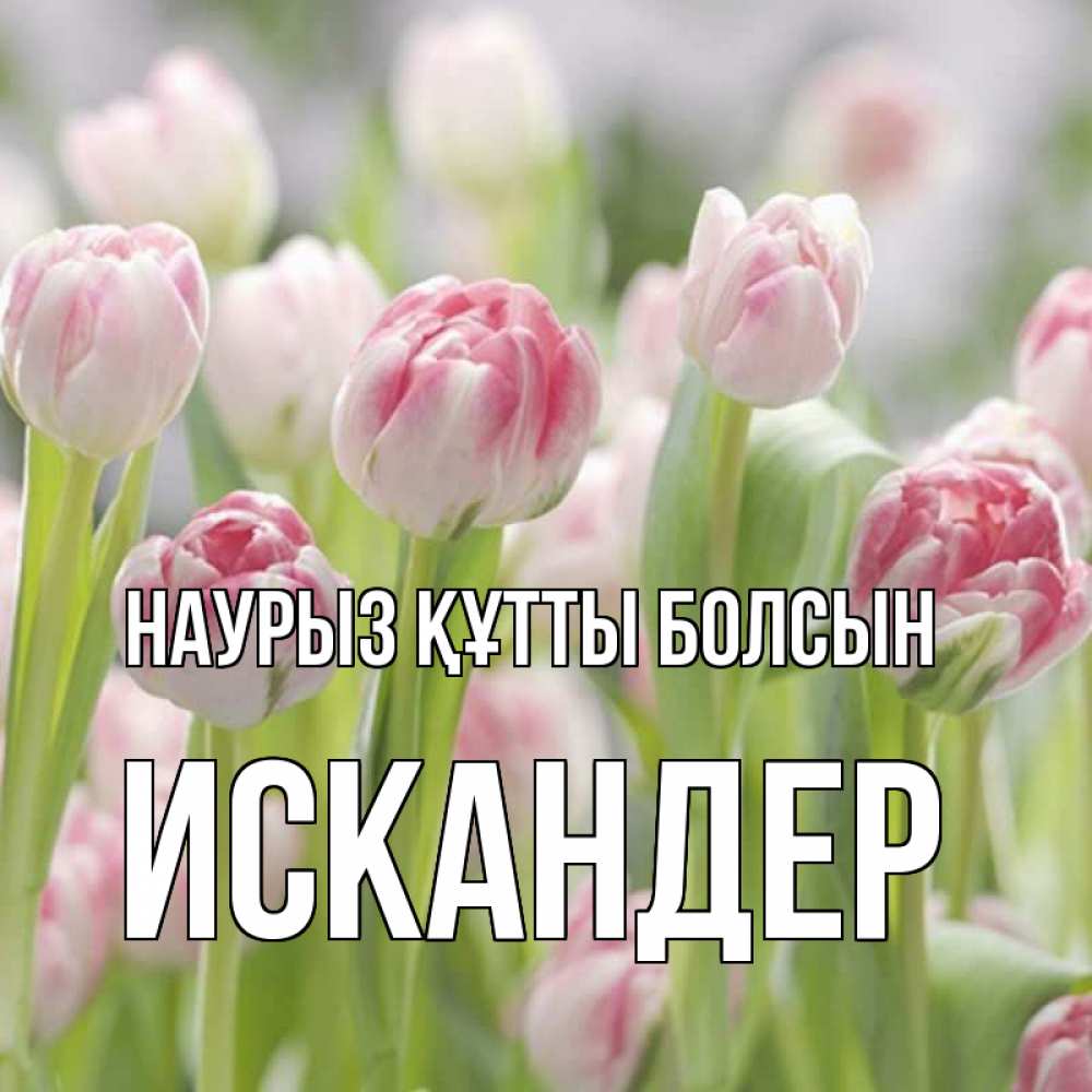 Күн сайын ашық хат с именем, Искандер Наурыз құтты болсын цветы Онлайн тегін жүктеп алу тілектері бар керемет карта 