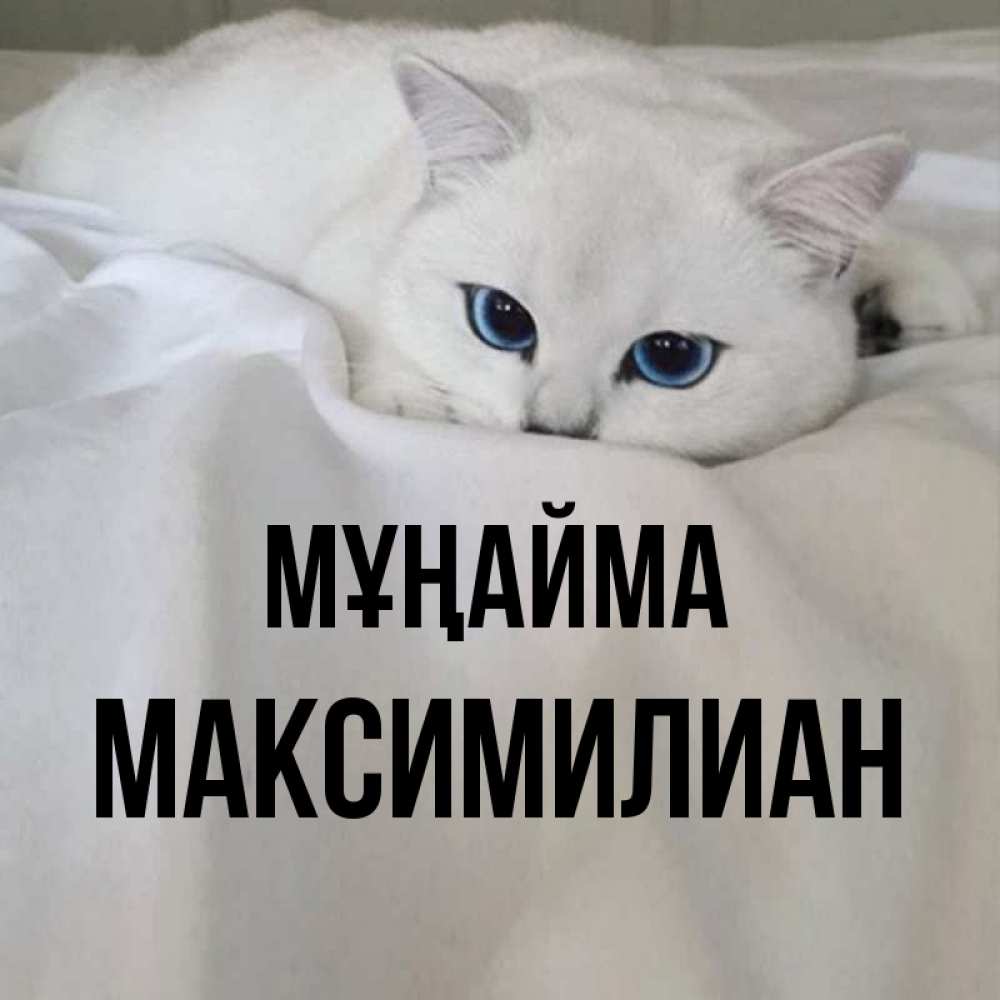 Күн сайын ашық хат с именем, Максимилиан Мұңайма Голубоглазая кошка Онлайн тегін жүктеп алу тілектері бар керемет карта 