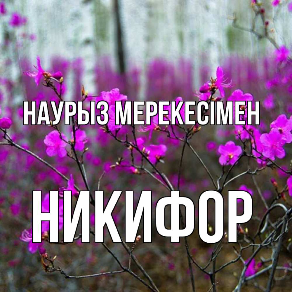 Күн сайын ашық хат с именем, Никифор Наурыз мерекесімен дикие цветы Онлайн тегін жүктеп алу тілектері бар керемет карта 