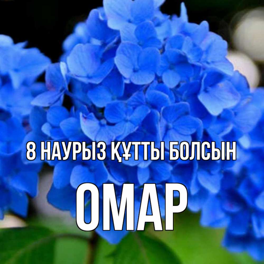 Күн сайын ашық хат с именем, ОМАР 8 наурыз құтты болсын синие цветы Онлайн тегін жүктеп алу тілектері бар керемет карта 
