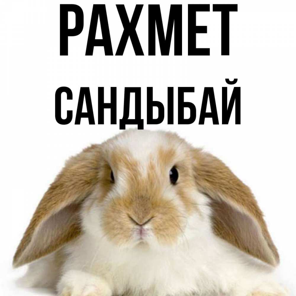Күн сайын ашық хат с именем, САНДЫБАЙ рахмет коричнево белый заяц Онлайн тегін жүктеп алу тілектері бар керемет карта 